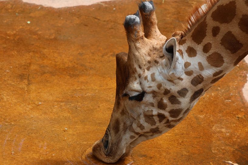 Giraffe in Ouwehands Zoo by Photography by van Amsterdam