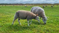 Twee Texelse schapen van Digital Art Nederland thumbnail