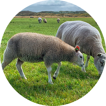 Twee Texelse schapen van Digital Art Nederland