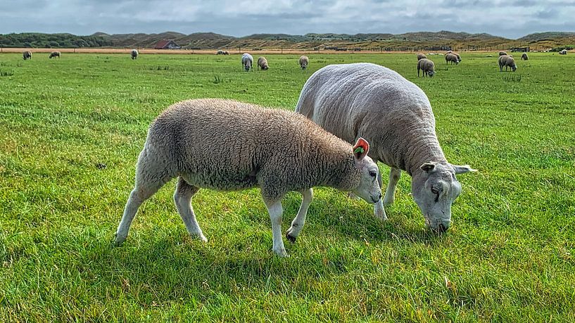 Zwei Texeler Schafe von Digital Art Nederland