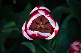 Tulpen in den Niederlanden von Miny'S
