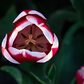 les tulipes aux Pays-Bas sur Miny'S