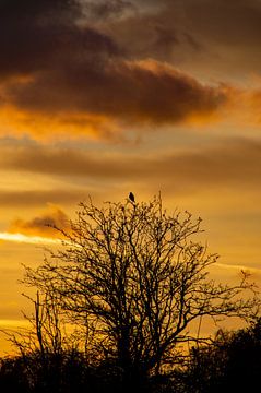 Silhouet van een boom met vogel bij zonsondergang van Discover Dutch Nature