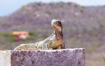 Antillean iguana by Melissa vd Bosch