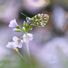 Schmetterling auf lila Blume in stimmungsvollem Morgenlicht von Bianca Blonk