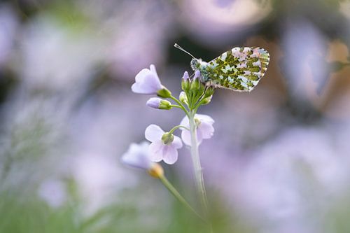 Schmetterling auf lila Blume in stimmungsvollem Morgenlicht