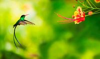 Hummingbird approaching flower