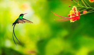 Un colibri s'approche d'une fleur sur BeeldigBeeld Food & Lifestyle