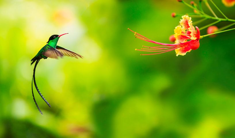Hummingbird approaching flower by BeeldigBeeld Food & Lifestyle