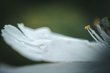 La fleur en détail sur Jan Eltink