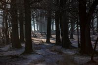 winters zonlicht