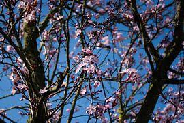 Pink blossom by Robin Groen
