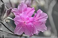 pink and grey