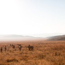 Zuid-Afrikaanse Steppe Met Hartenbeesten, Zonsopkomst van Jarno Dorst