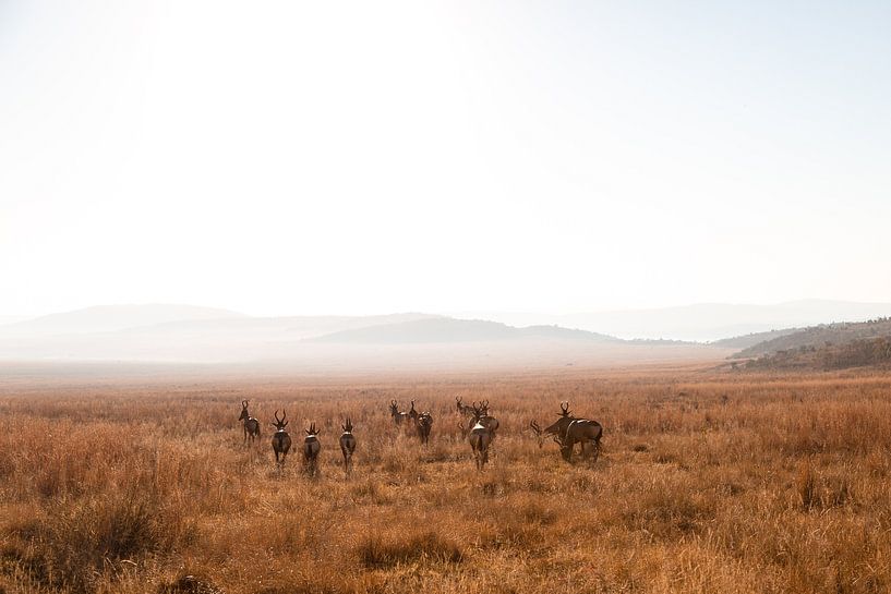Südafrikanische Steppe mit Herzklopfen von Jarno Dorst
