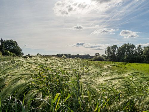 Stralend gras in zonlicht