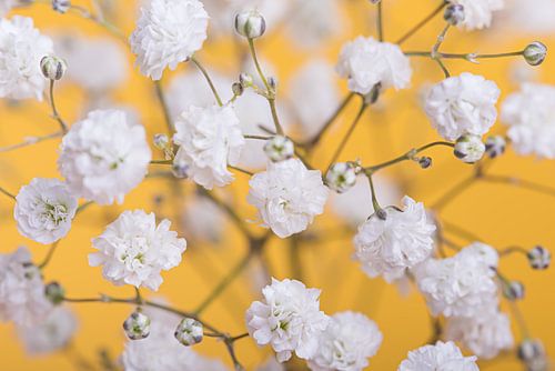 Geel (met witte bloemetjes)