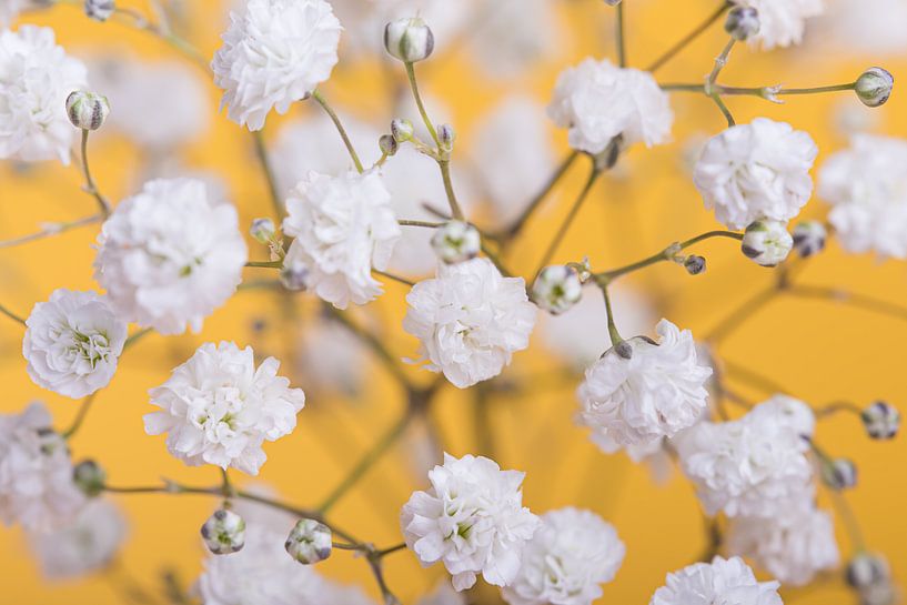 Yellow (with white flowers) by Marjolijn van den Berg