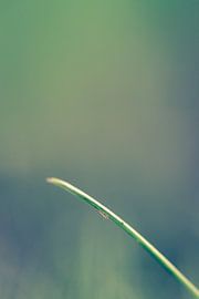 Gras by Robert Wiggers