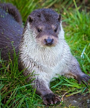 Close-up portret van een Europese Otter (Lutra Lutra) van RedDog Photography