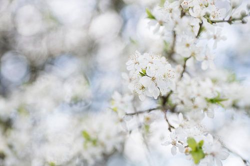 Mit dem Kopf in den Wolken (Foto von weißen Blüten)