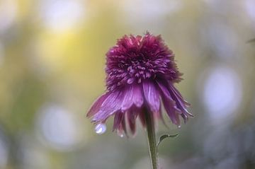 Echinacea purpurea mit Tautropfen von Tania Perneel