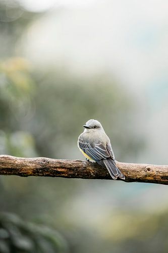 Rust van een vogel op een Tak De Eenvoud van de Natuur
