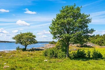 Oostzeekust met bomen op het eiland Sladö in Zweden van Rico Ködder