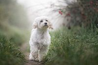 Maltese dog on a path among the grass, on a misty morning