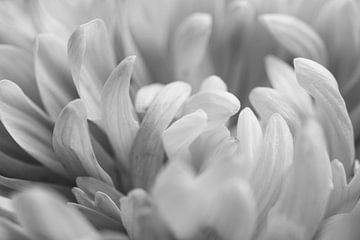 Close-up van een Dahlia in Zwart-Wit van Crystal Clear