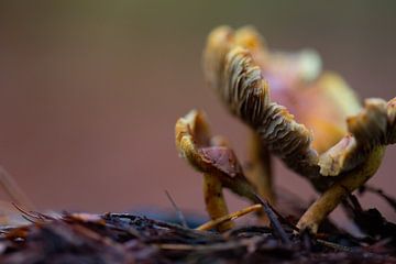 oranje paddenstoel