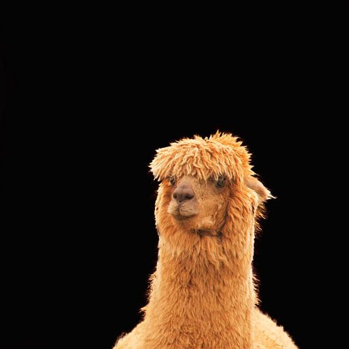 Portret van een bruine Alpaca