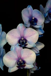 Nahaufnahme einer blauen, rosafarbenen Orchidee vor einem schwarzen Hintergrund