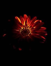 „Ember Chrysanthemum X“ von Ember Bloom