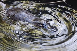 een vogelbekdier drijvend in een kreek in het Eungella National Park , Queensland, Australië