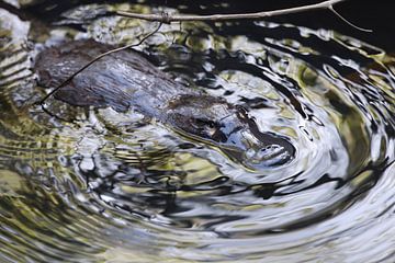 a platypus floating in a creek on the Eungella National Park , Queensland, Australia by Frank Fichtmüller