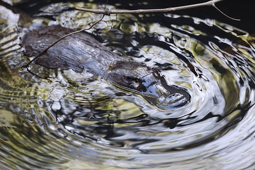 een vogelbekdier drijvend in een kreek in het Eungella National Park , Queensland, Australië