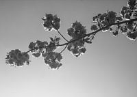 spring blossom