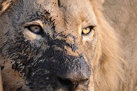 Leeuwenogen by Ingrid Boellaard