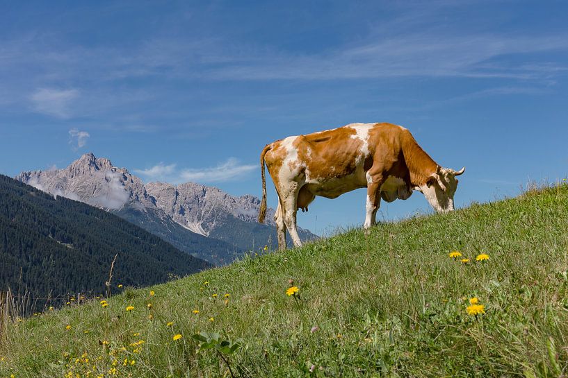 Vache à os rouge sur un pâturage alpin, Sillian, Tyrol oriental, Autriche par Rene van der Meer