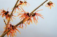 branche d'hamamélis en fleur d'oranger, plante médicinale Hamamélis sur fond gris avec espace de cop par Maren Winter Aperçu