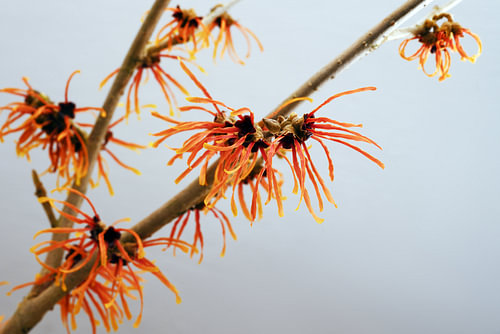 orange blühender Zaubernusszweig, Heilpflanze Hamamelis vor grauem Hintergrund mit Kopierraum, ausge