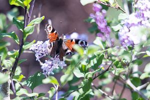 papillon sur lilas