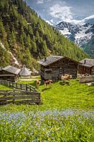 Hutten op de Oberstalleralm (1.870 m) in het achterste Villgratental,