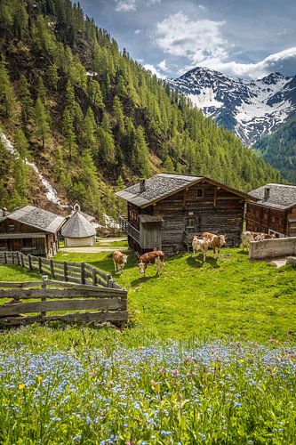 Hutten op de Oberstalleralm (1.870 m) in het achterste Villgratental,