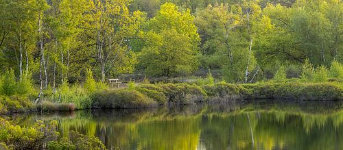 Rustig bankje in de groene natuur