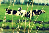 Koeien in de polder