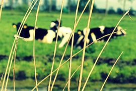 Koeien in de polder by Naomi Kroon
