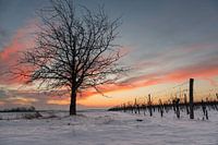 L'hiver dans le vignoble