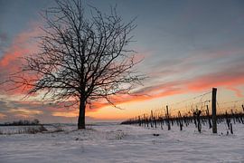 Winter in the vineyard by AK - Night and Day Photography